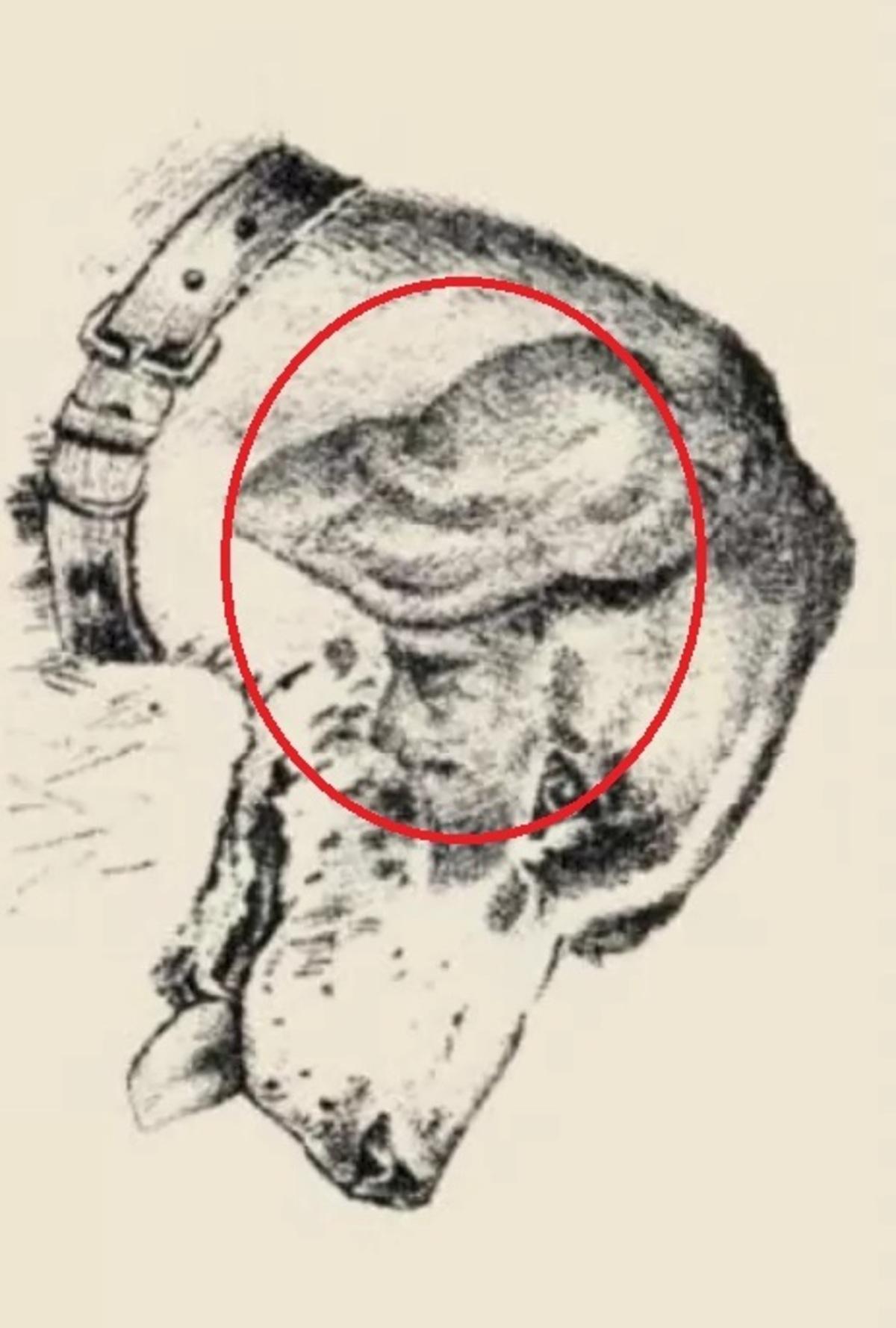 Ljudsko lice bilo je na uhu psa / crtež safalta.com