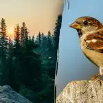 Samo ljudi s "jastrebovim vidom" mogu pronaći vrapca u 7